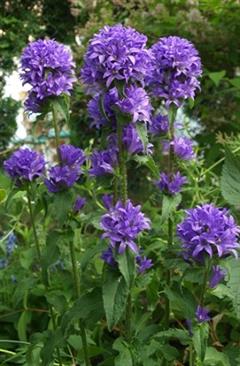 گل استکانی خوشه ای